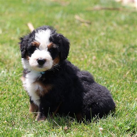 lancaster bernedoodles|More.